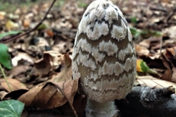 Magpie Inkcap