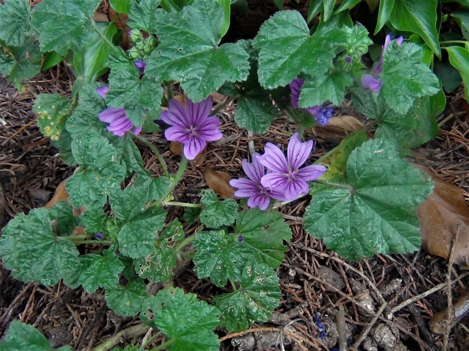 Mallow Round Dock Malva Sylvestris