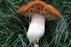 Meadow Waxcap