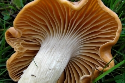 Gills