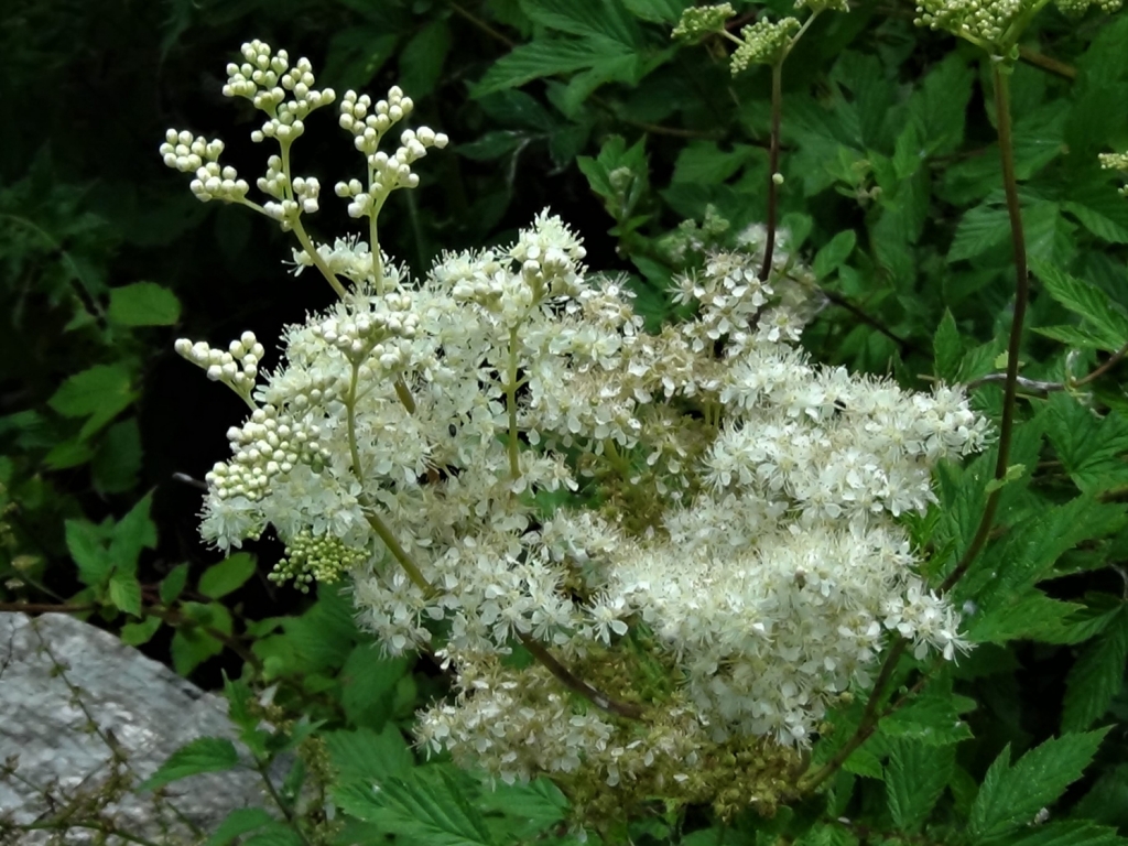 Meadowsweet, Meadsweet, Mead Wort, Filipendula ulmaria