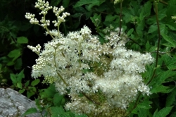 Meadowsweet