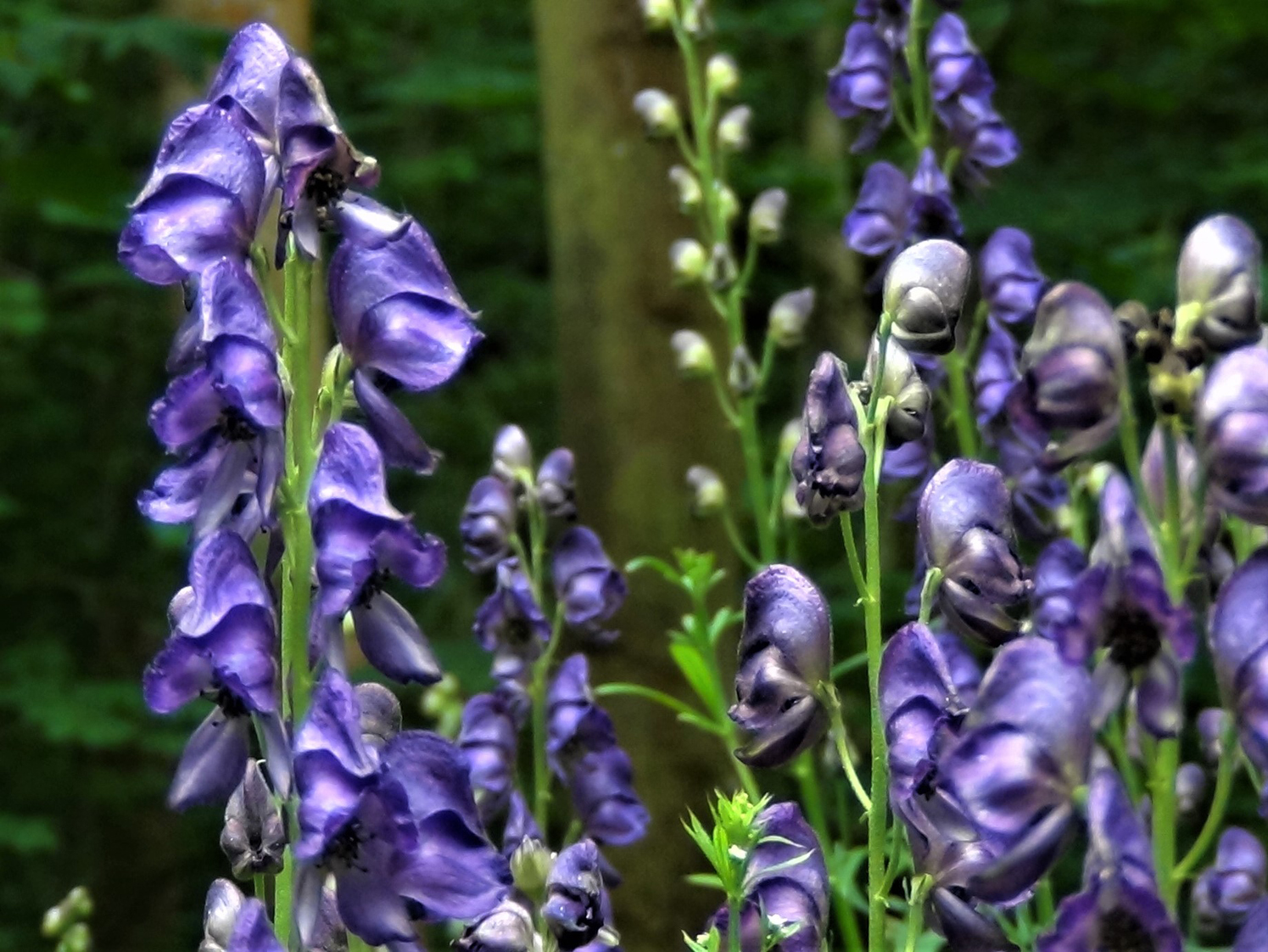 Monkshood