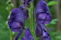 Monkshood