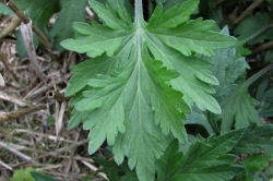 Leaves