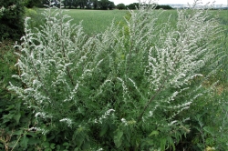 Mugwort