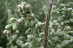 Flower Buds