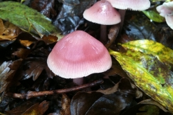 Lilac Bonnet