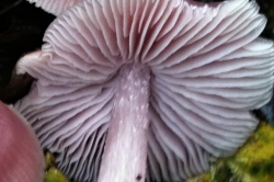 Gills