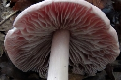 Gills