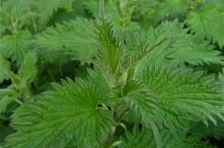 Nettle