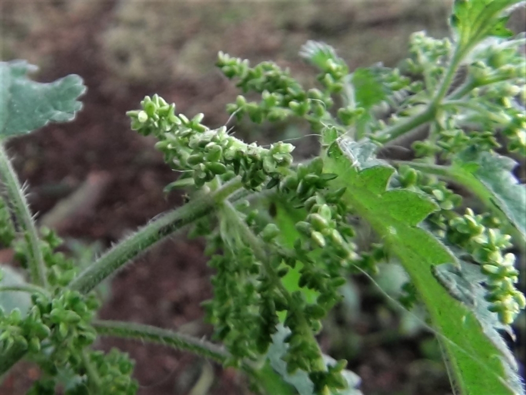 Nettle, Stinging Nettle, Burn Hazel, Urtica dioica