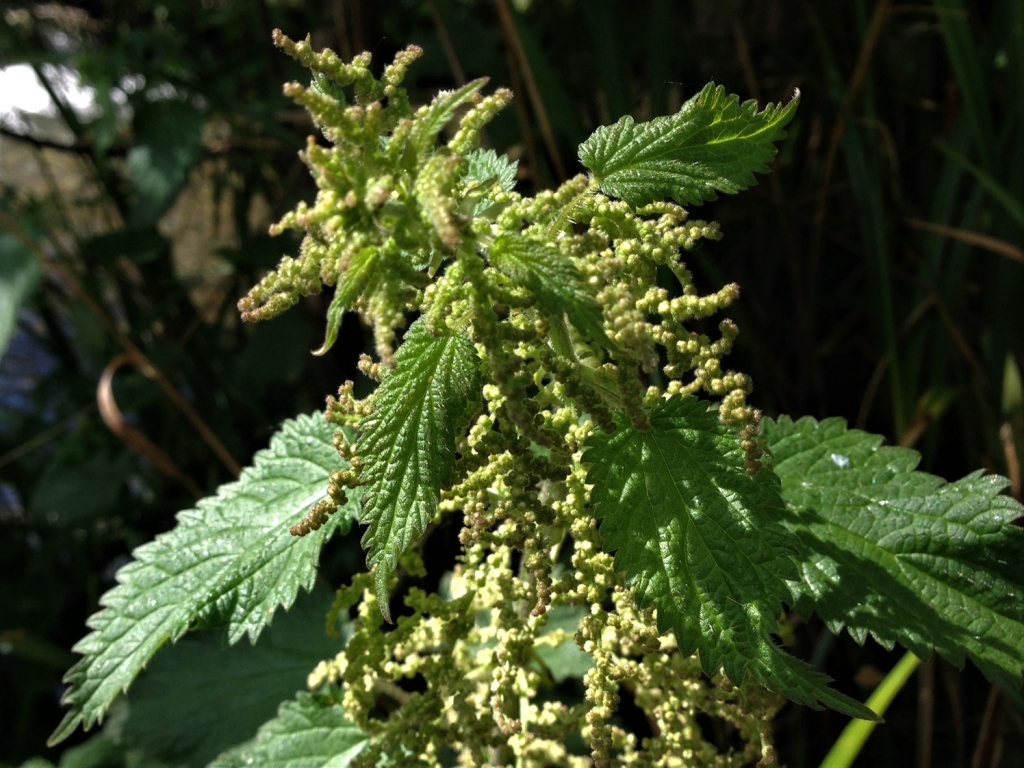 Nettle, Stinging Nettle, Burn Hazel, Urtica dioica