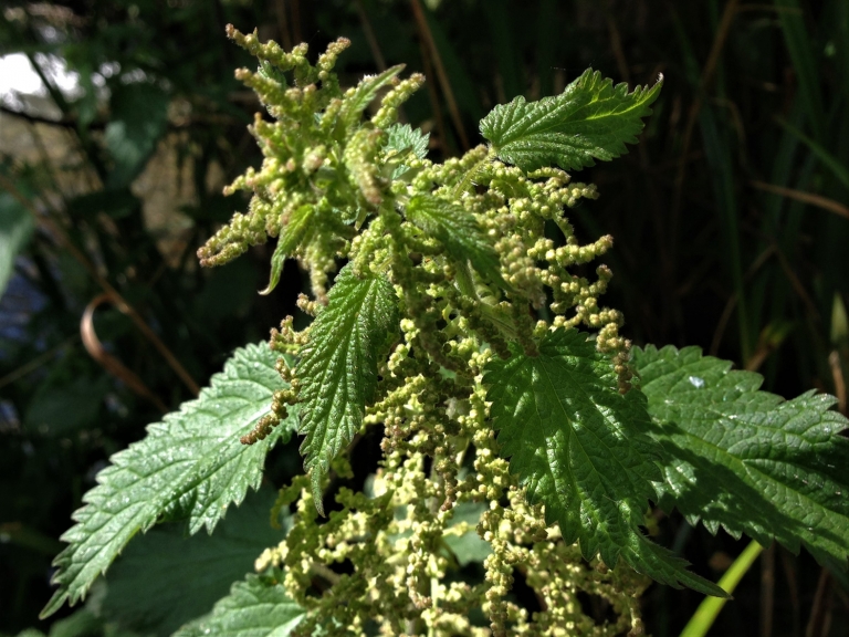 Nettle, Stinging Nettle, Burn Hazel, Urtica dioica