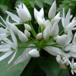 West Midlands, Coventry, Oak Farm Spring Foraging Course