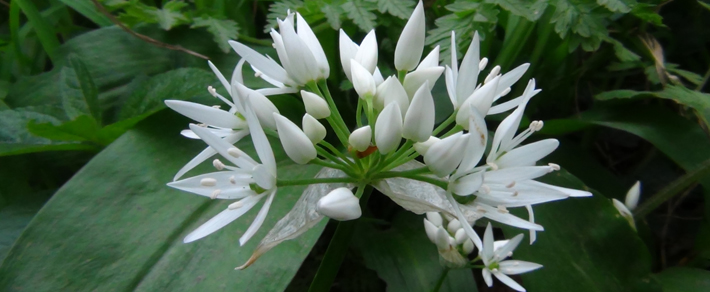 West Midlands, Coventry, Oak Farm Spring Foraging Course