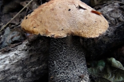 Orange Birch Bolete