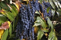 Oregon Grape