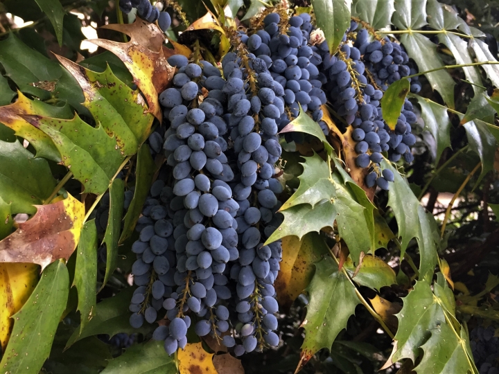 Oregon Grape, Holly Leaved Barberry, Oregon Holly, Mahonia aquifolium