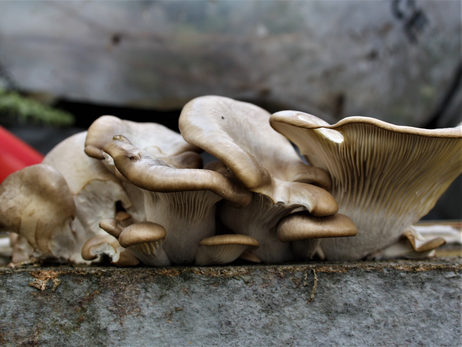 Grey Oyster Mushroom