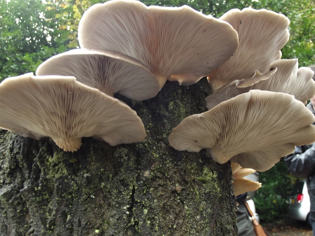 Oyster Mushroom