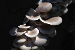 Oyster Mushroom