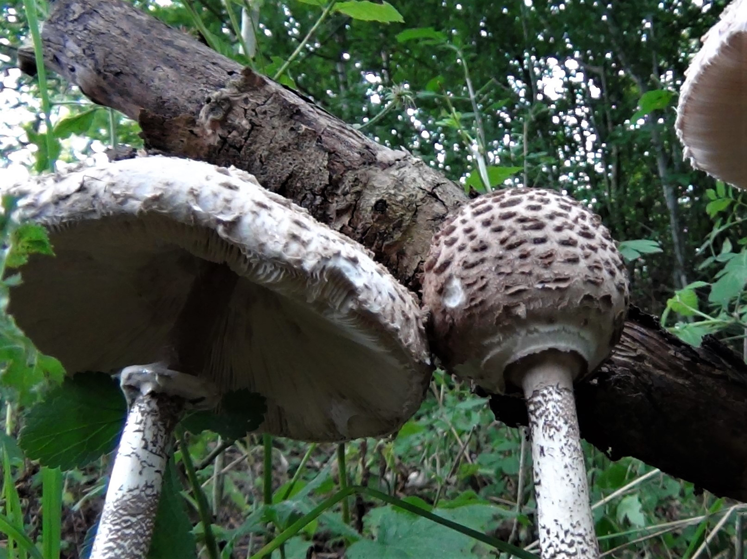 Parasol