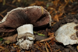 Pavement Mushroom