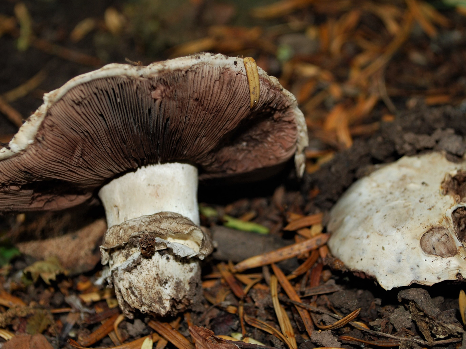 Pavement Mushroom