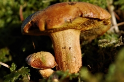 Peppery Bolete