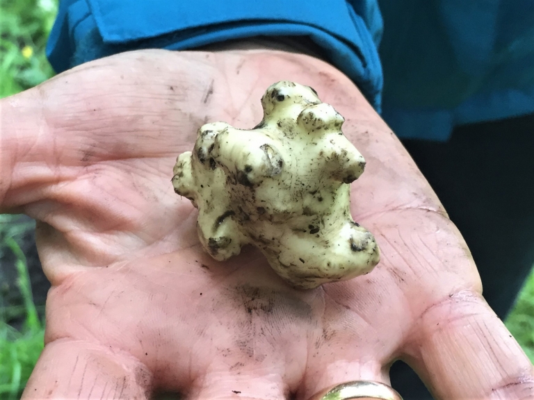 Pignut, Arnut, Earth Chestnut, Ground Nut, Kipper Nut, Conopodium majus