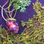 Cambridgeshire, Huntingdon Spring Foraging Course