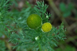 Pineapple Weed