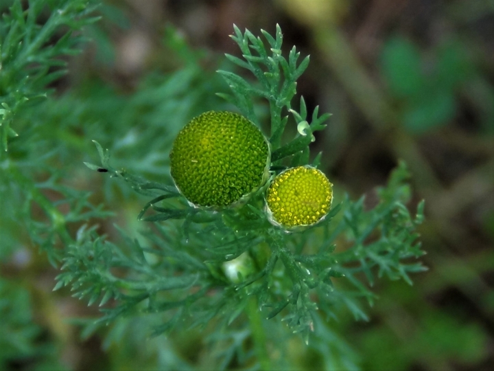 Pineapple Weed, May Weed, Wild Chamomile, Matricaria discoidea