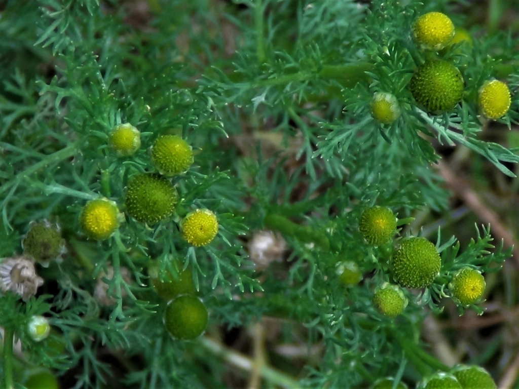 Pineapple Weed, May Weed, Wild Chamomile, Matricaria discoidea
