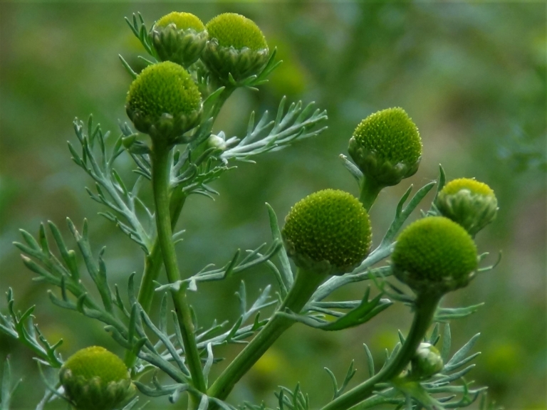 Pineapple Weed, May Weed, Wild Chamomile, Matricaria discoidea
