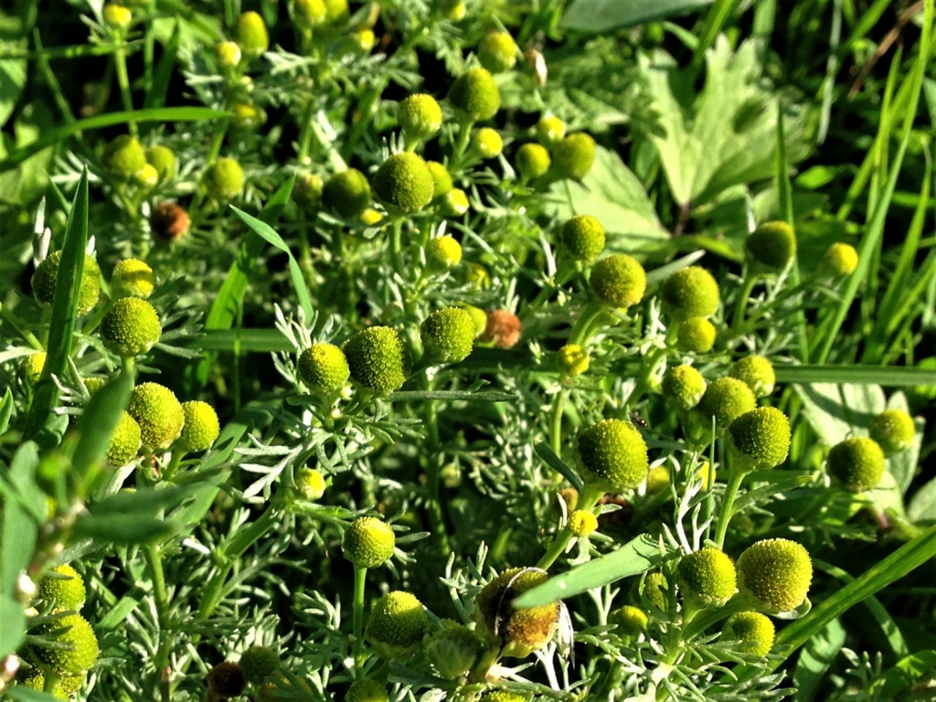 Pineapple Weed, May Weed, Wild Chamomile, Matricaria discoidea