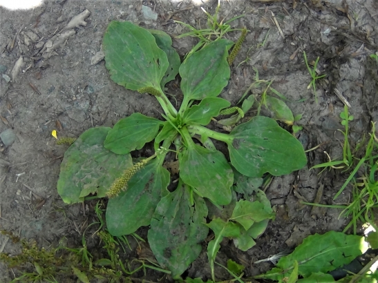 Greater Plantain, Broad Leaf Plantain, White Mans Foot