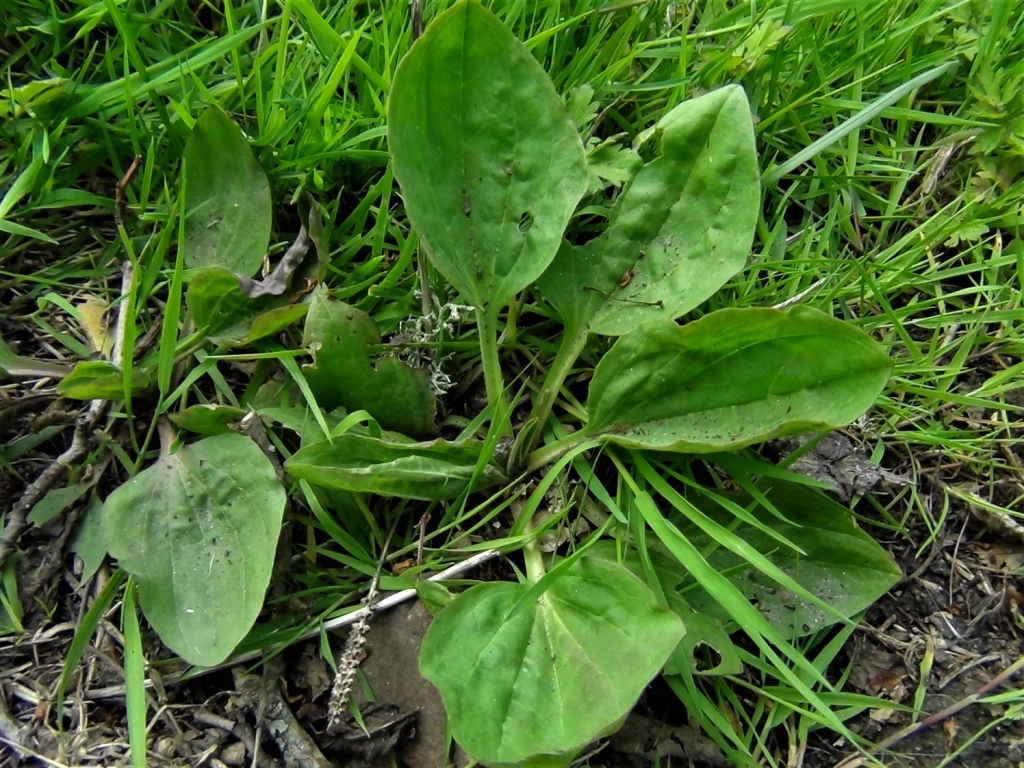 Greater Plantain, Broad Leaf Plantain, White Mans Foot, Englishmans foot, Plantago majo