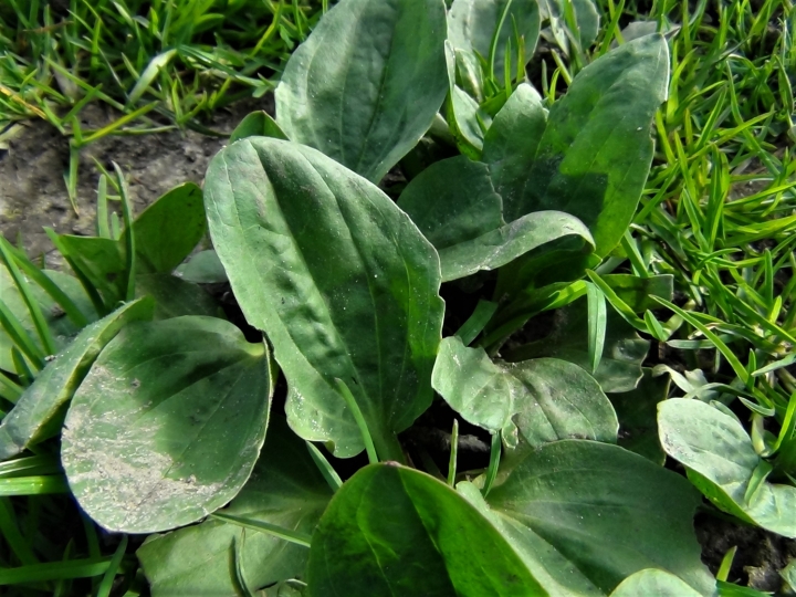 Greater Plantain, Broad Leaf Plantain, White Mans Foot