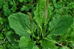 Greater Plantain