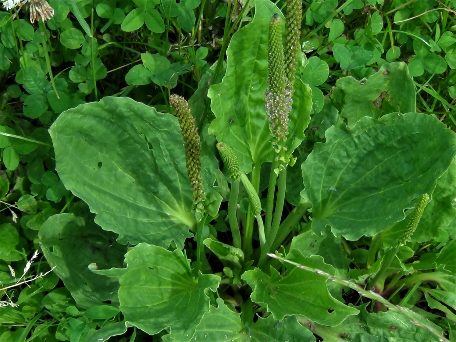 Greater Plantain Broad Leaf Plantain White Mans Foot Englishmans