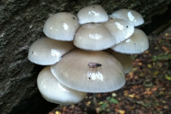 Porcelain Fungus