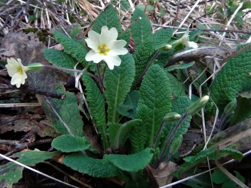 Primrose, Common Primrose, English Primrose,Primula vulgaris