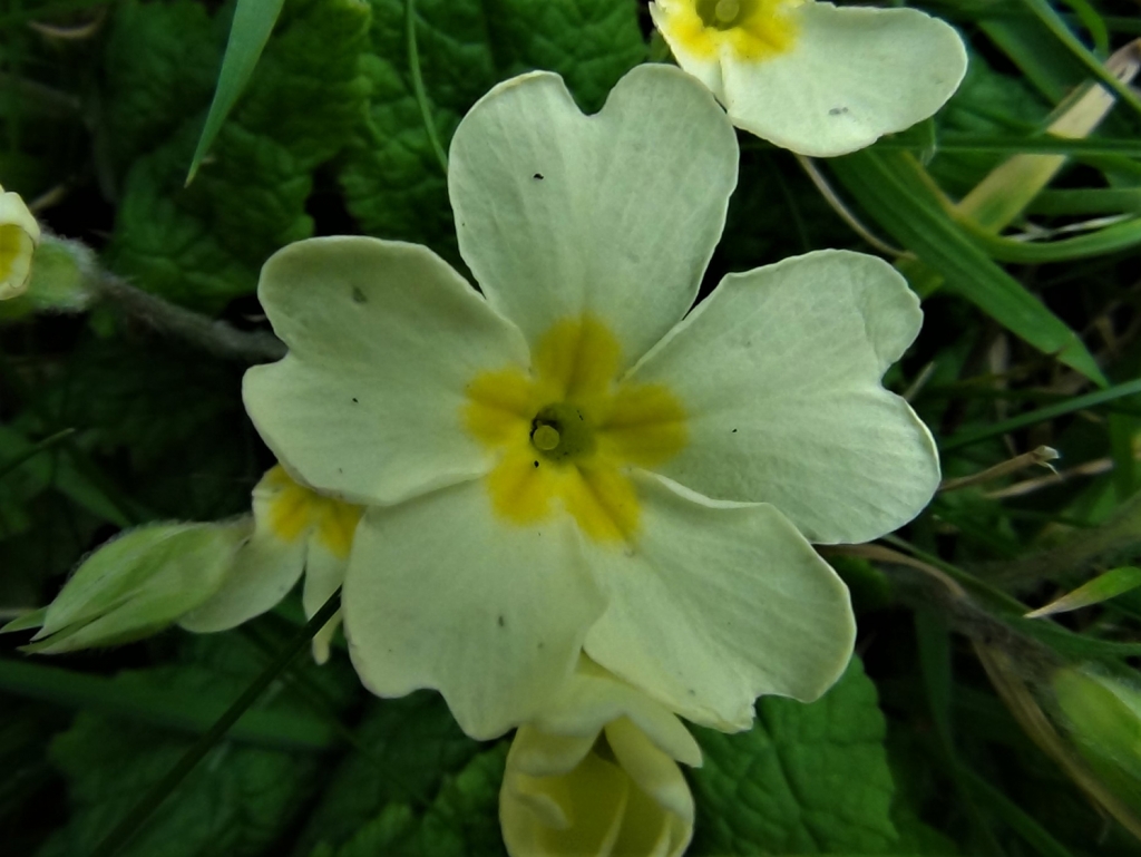 Primrose, Common Primrose, English Primrose,Primula vulgaris