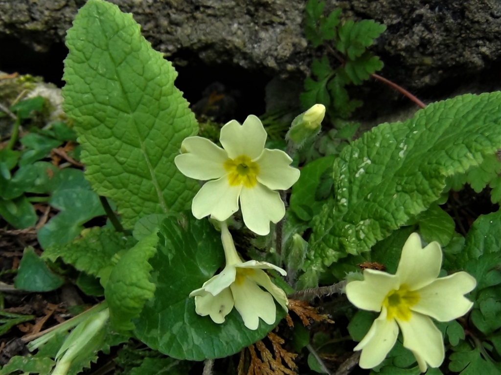 Primrose, Common Primrose, English Primrose,Primula vulgaris