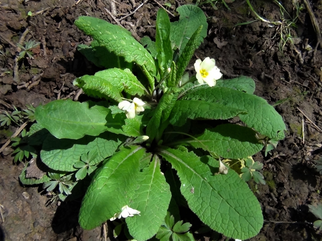 Primrose, Common Primrose, English Primrose,Primula vulgaris