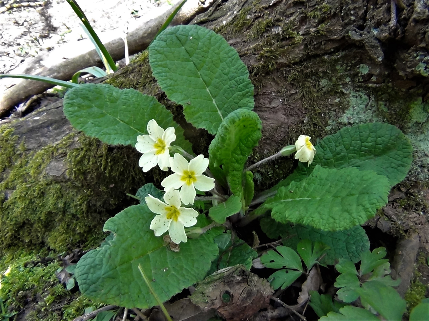 Can You Eat Primrose Flowers
