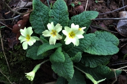 Primrose