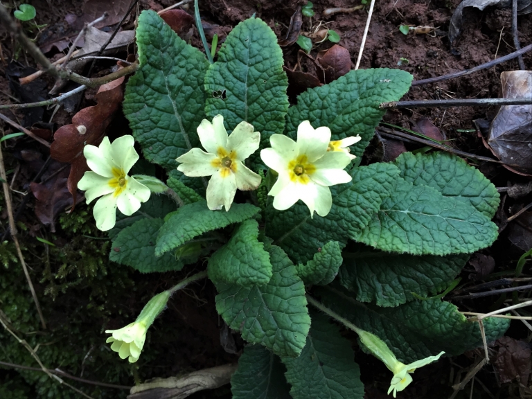 Primrose, Common Primrose, English Primrose,Primula vulgaris